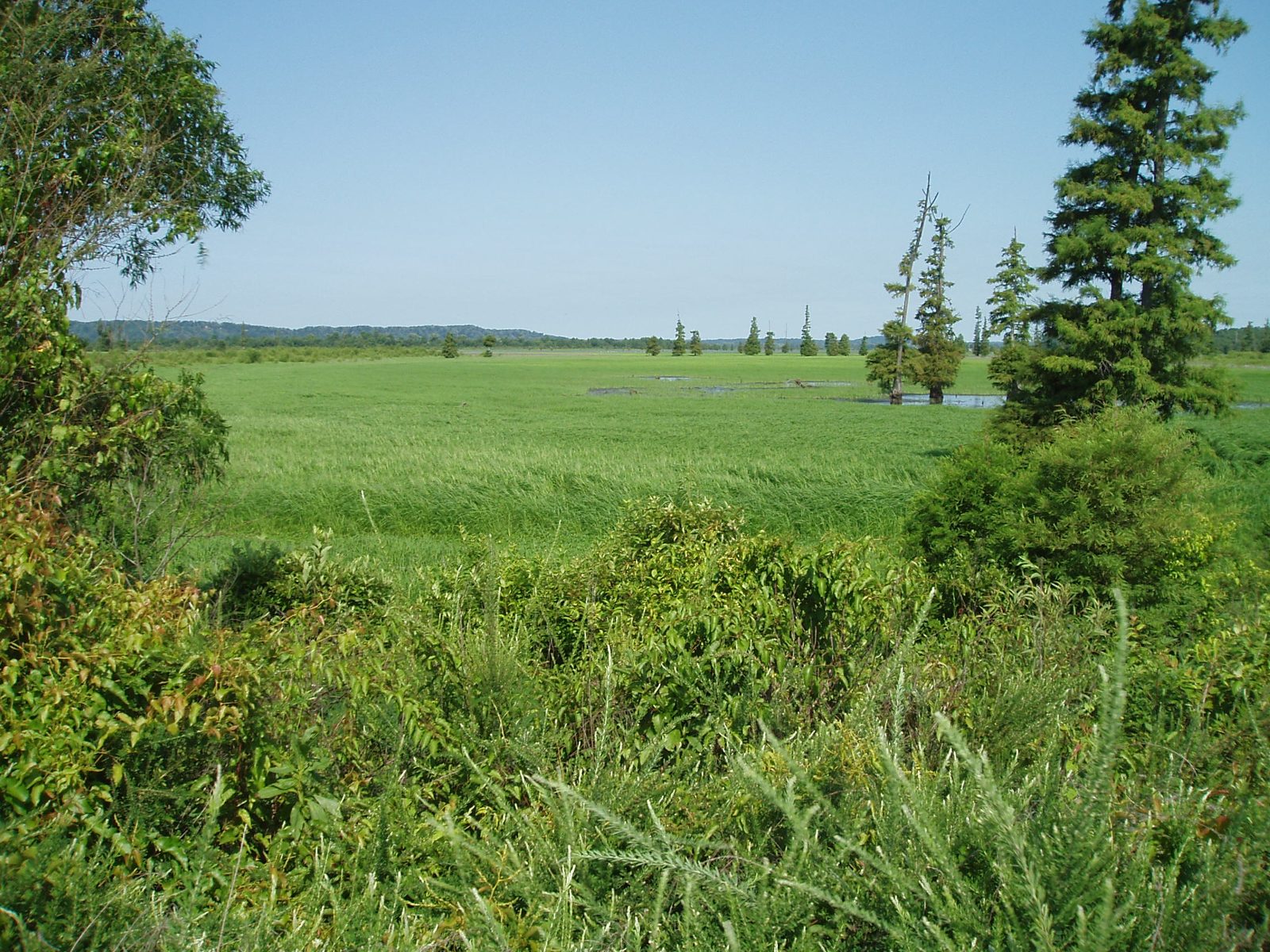 Aerial view of a flooded duck impoundment with levee