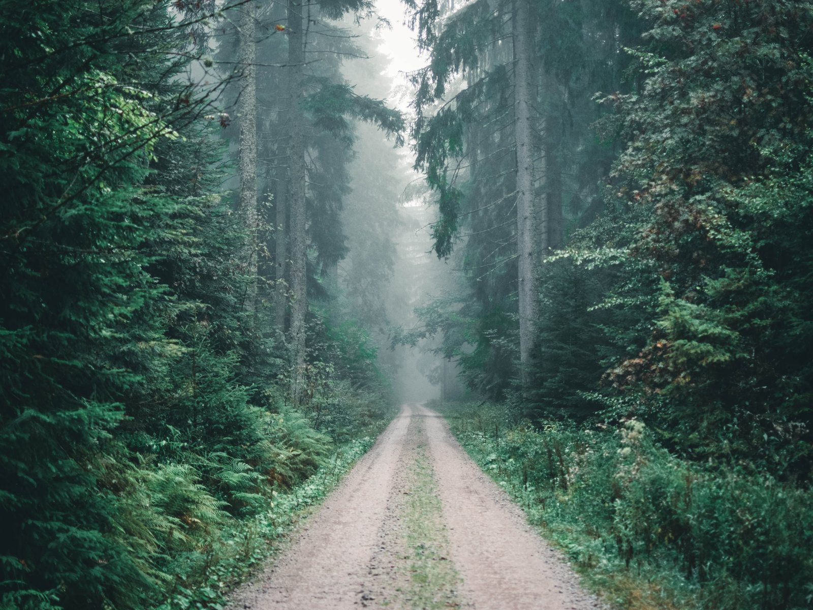 Gravel road running through dense pine forest