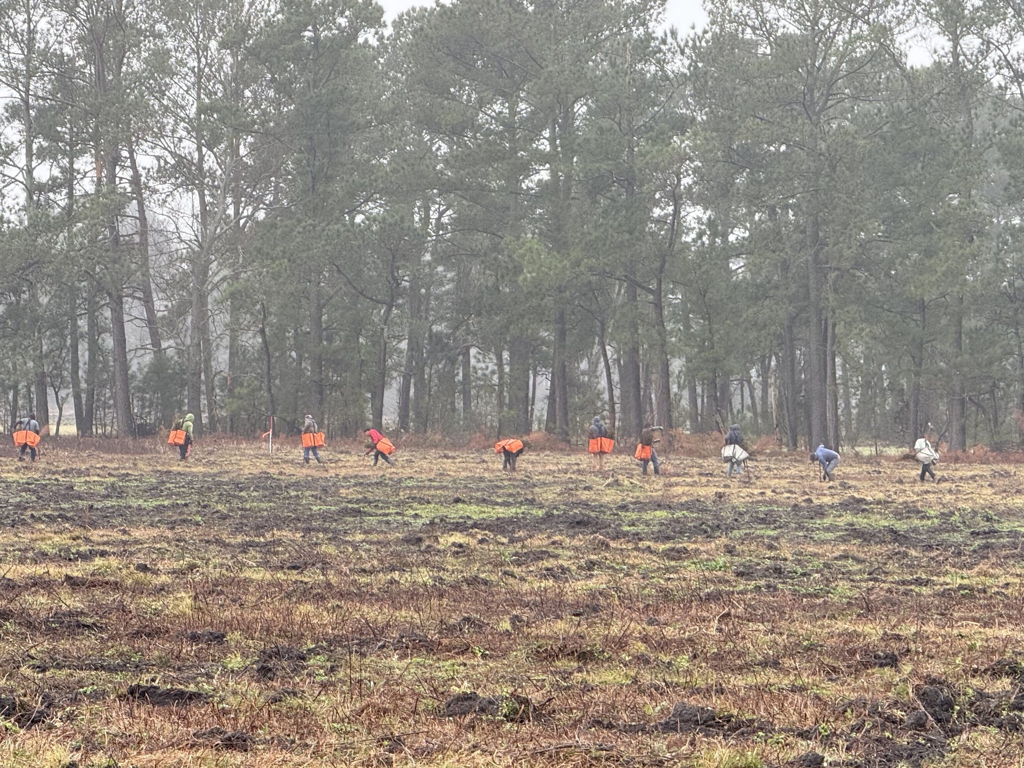 Planting crew spreading across newly reclaimed ground