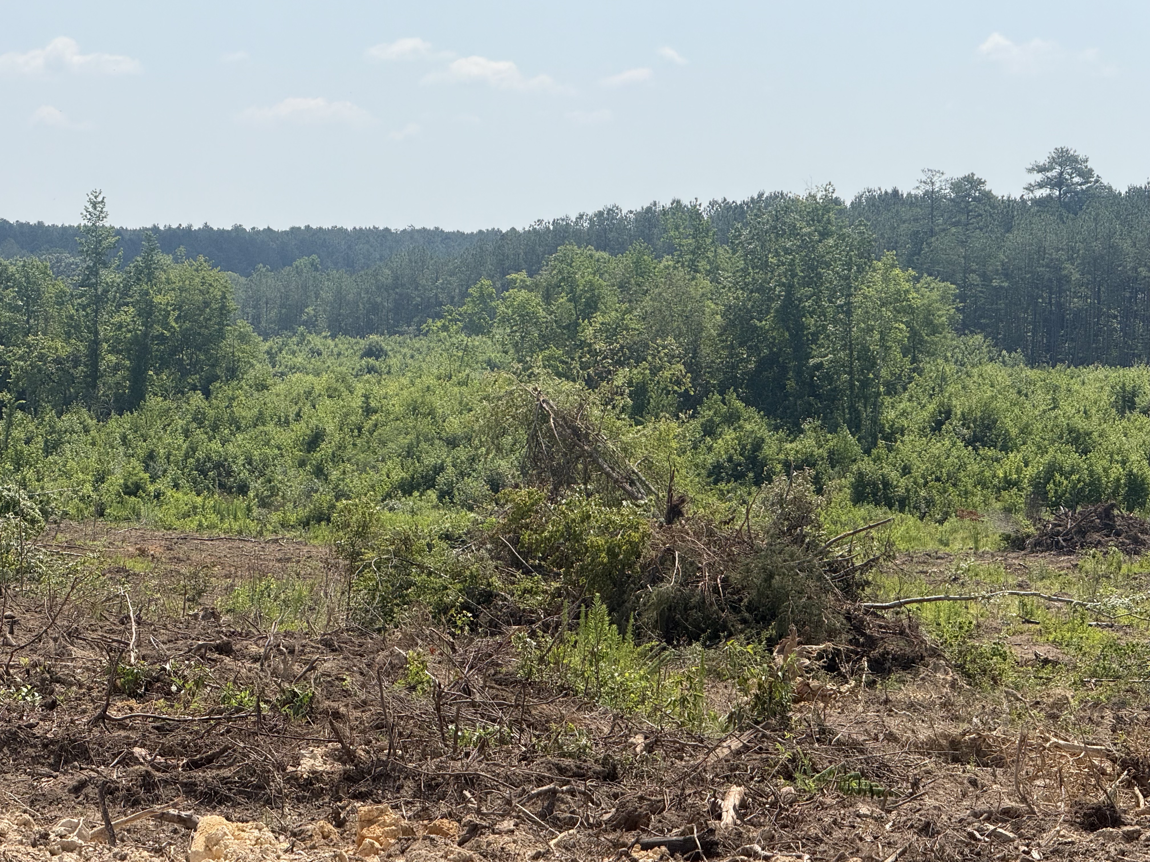 Wide view of reclaimed land and forest at a Mudstone project